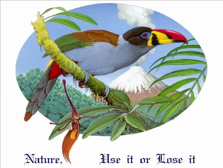 toucan